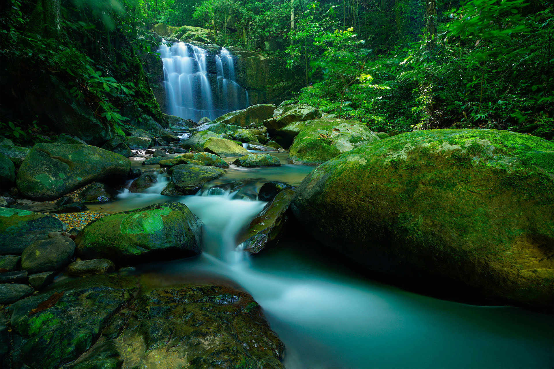 A living forest and waterfall ecosystem